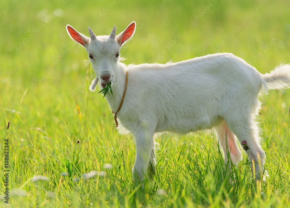 goatling goatling