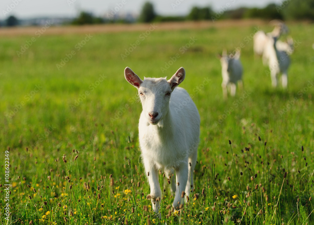 Fototapeta premium goatling