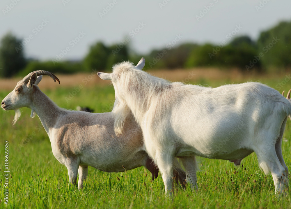 Obraz premium goatling