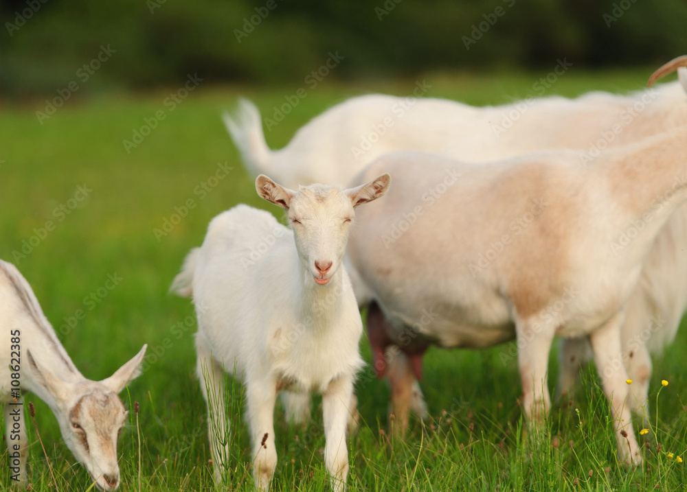 goatling goatling