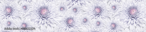 header panorama  pattern  pale pink flower chrysanthemum