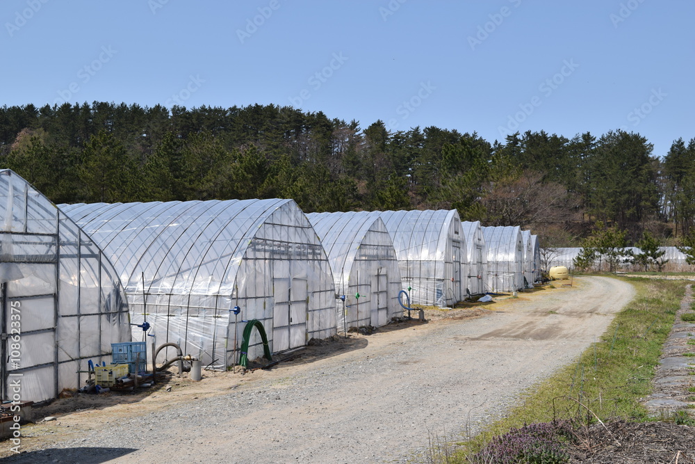 農業用ビニールハウス／山形県庄内地方の農村で、農業用ビニールハウスやビニールトンネルを撮影した写真です。