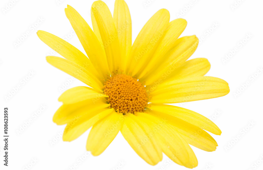 yellow daisies isolated