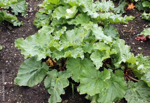 Tableau sur toile Plant de rhubarbe