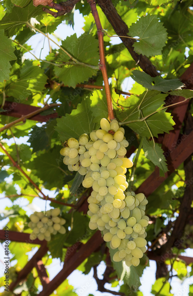 White grapes in the vineyard at summer
White grapes in the vineyard at summer