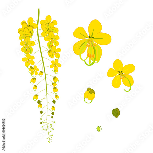 Cassia Fistula - Gloden Shower Flower Vector Illustration