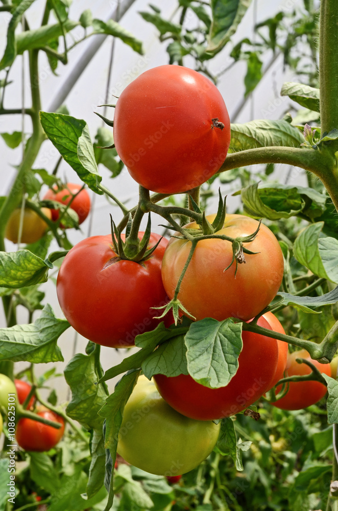 Growing home grown tomatoes