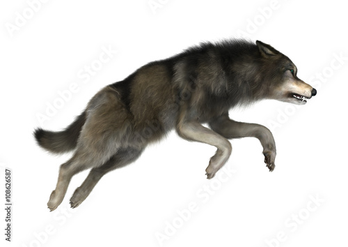 3D Illustration Wild Wolf on White