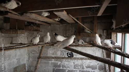 domestic pigeons in the dovecote on vacation sitting on the shelf photo