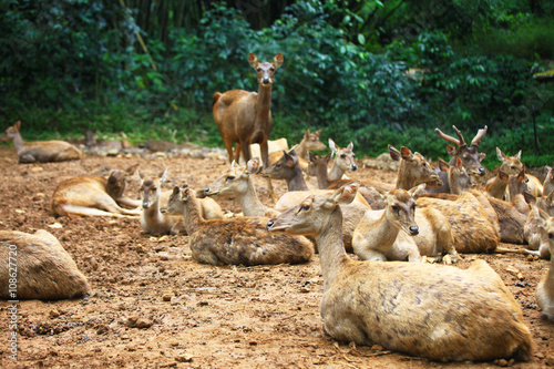 Deer at Safari Park  Cisarua  Bogor  West Java  Indonesia.     