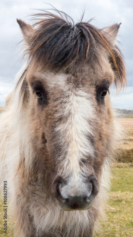 A wild Dartmoor pony stares at the camera, taken on Dartmoor in Devon and Cornwall, England.