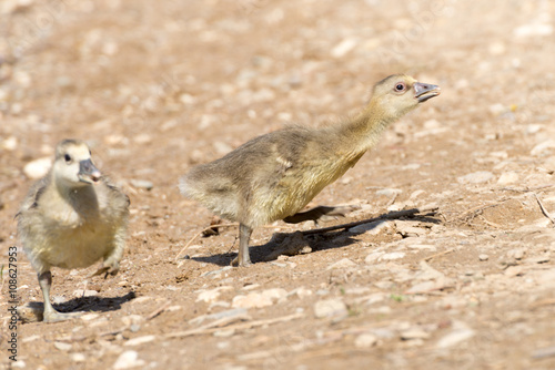 Gray Goose Chicken of spring 2016 photo