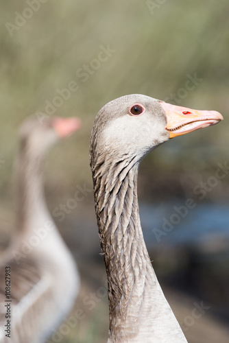 Portrait of a Gray Goose (Head)