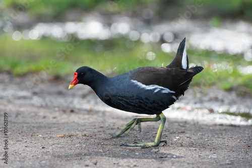  Portrait of Gallinula chloropus, swamp chicken