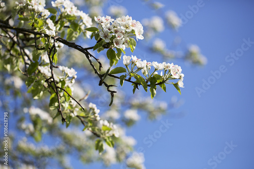 Weisse Blüten vor blauem Himmel