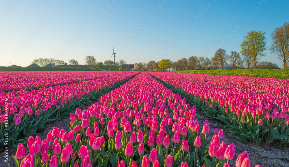 Tulips in a field in spring