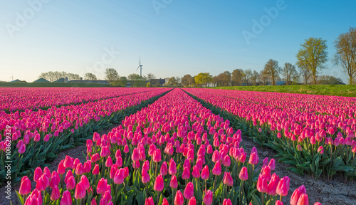 Wallpaper Mural Tulips in a field in spring Torontodigital.ca