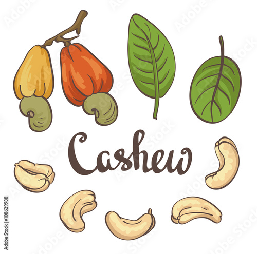 Fototapeta Naklejka Na Ścianę i Meble -  Cashew, kernels and leaves. Vector illustration