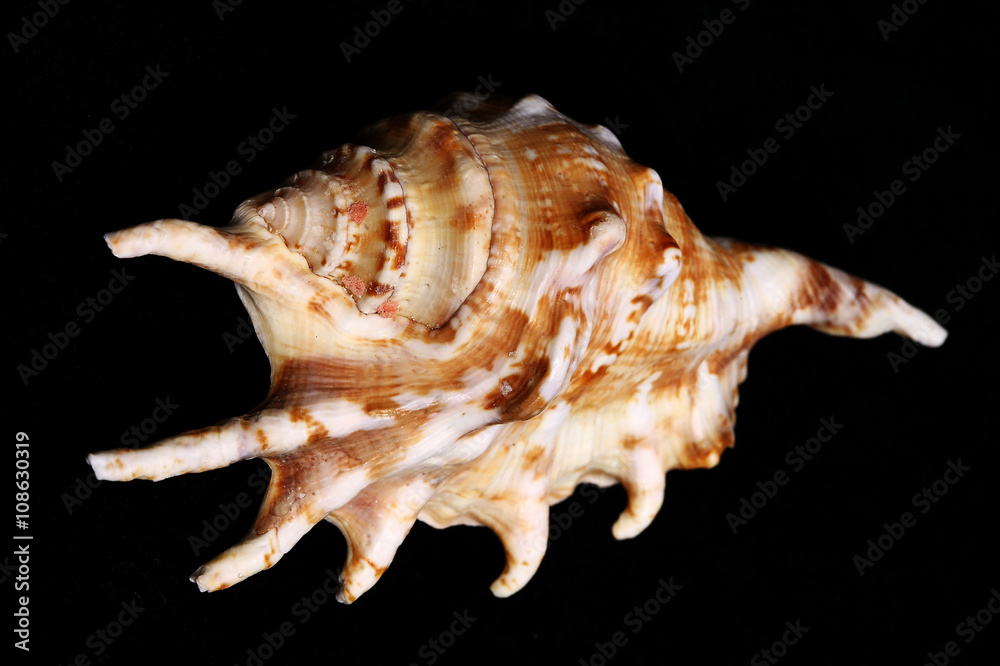 Сolorful conch seashell on the black background in studio Сolorful conch seashell on the black background in studio