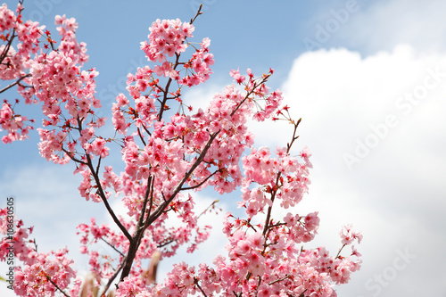 山桜 © shige