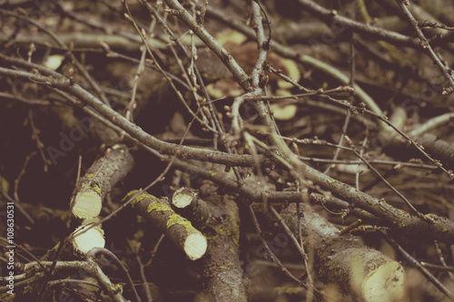 cut branches