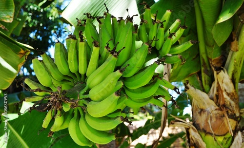 Fotografie Hand of unripe green bananas growing on a tree