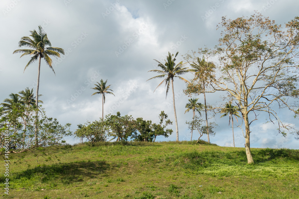 Fototapeta premium Trees in the front of a cloudy sky