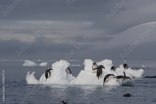 Gentoo Penguin  jump from the ice