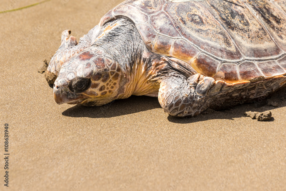 Obraz premium Turtle Baby on beach 