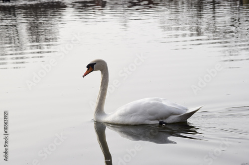 beautiful swan in the nature reserve