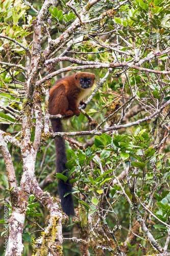 The red-bellied lemur (Eulemur rubriventer) in Ranomafana national park, Madagascar