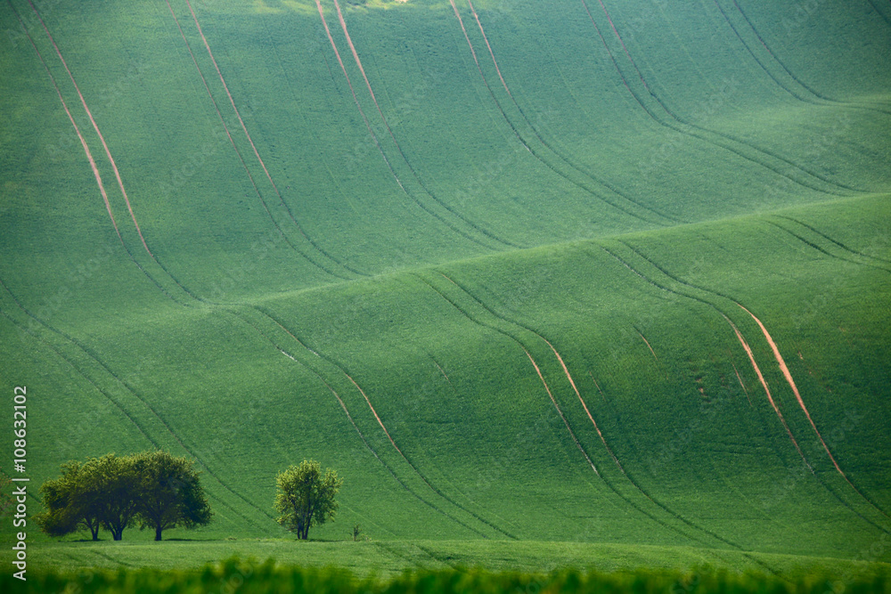 Fototapeta Green spring hills. Arable lands in Czech Moravia