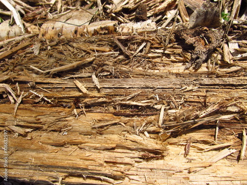 Pine cortex macro. Brown rind of pine closeup