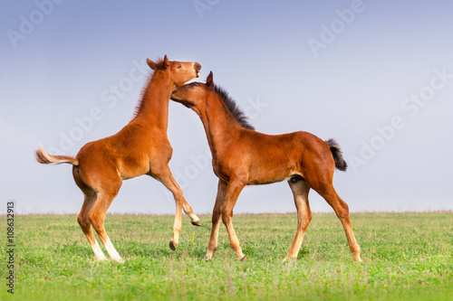 Two foals play