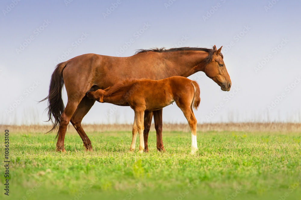Red mare feeding a foal on spring pasture Red mare feeding a foal on spring pasture