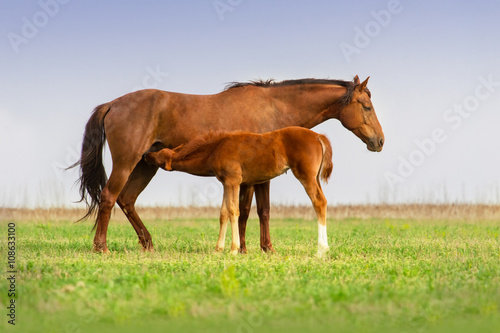 Red mare feeding a foal on spring pasture