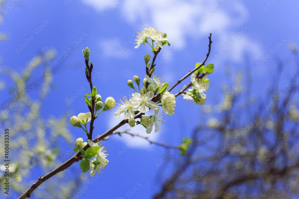 Blossoming Sakura Blossoming Sakura
