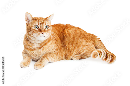 Cute Orange Tabby Cat Laying Looking Side