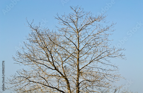 Dead tree on blue sky