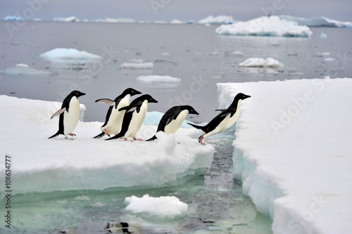 Adelie Penguin