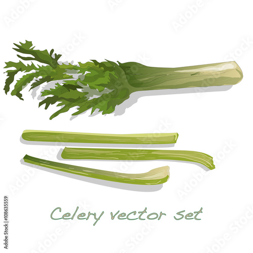 Celery vector isolated