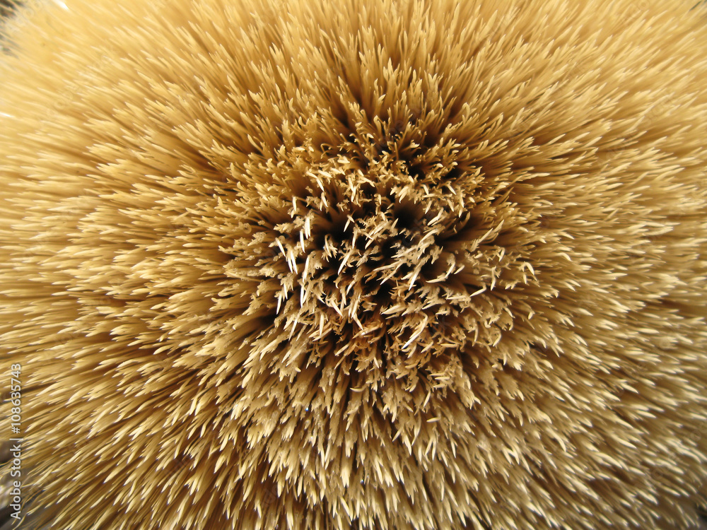 Cœur de chardon des Alpes