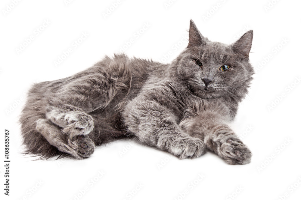 Fototapeta premium Long Hair Grey Cat Laying Side