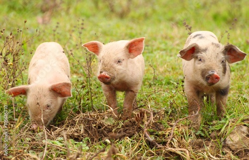Three baby pigs © Simun Ascic