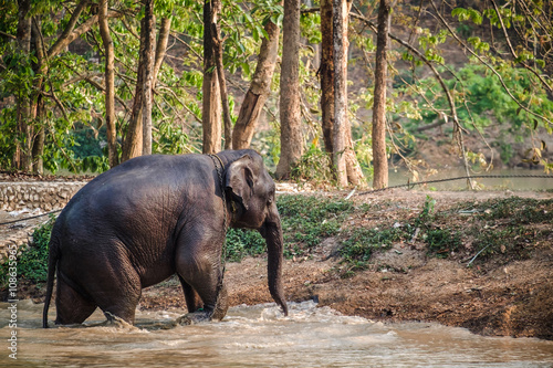 Thai Elephant