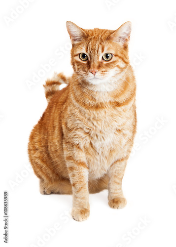 Orange Tabby Cat Sitting Over White