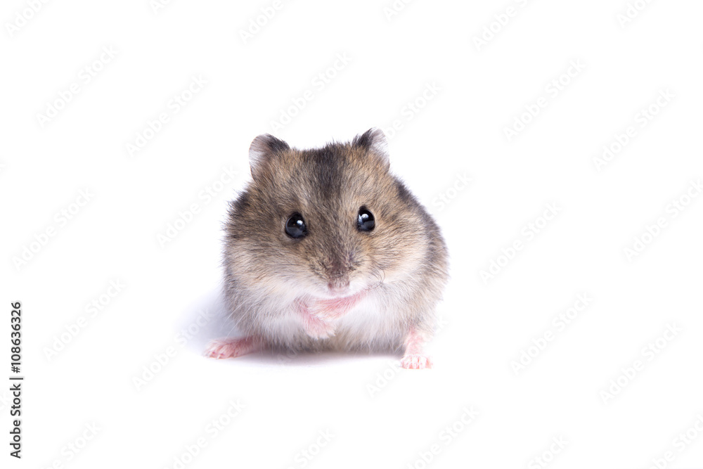 Portrait of a little hamster on an isolated background