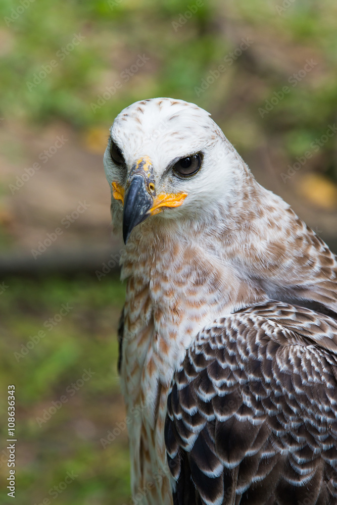 Obraz premium Majestic Harpy Eagle