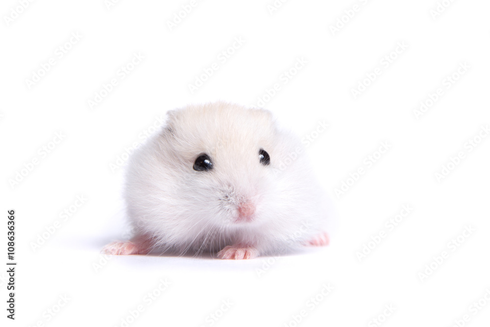 Portrait of a little hamster on an isolated background Portrait of a little hamster on an isolated background