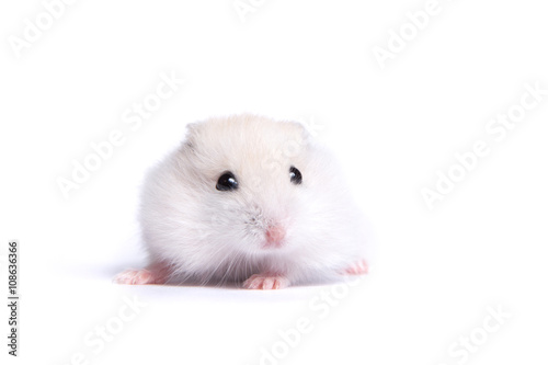 Portrait of a little hamster on an isolated background